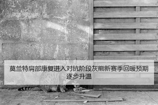 莫兰特肩部康复进入对抗阶段灰熊新赛季回暖预期逐步升温